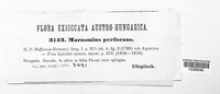 Paragymnopus perforans image